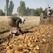 افزایش ۱۱ درصدی فروش جهانی سیب زمینی صادراتی در ۲۰۲۴؛ بازار اروپا داغ است