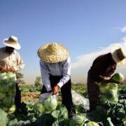 جایی برای نگرانی نیست/تهران برای کاشت کلم و صیفیجات آب دارد
