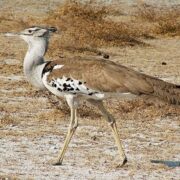 رصد هوبَره در پناهگاه حیات‌وحش خوش‌ییلاق شاهرود