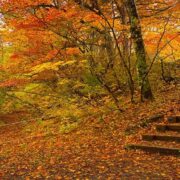 سفر پاییزی با خانواده؛ برنامه‌های خانوادگی و تفریحات پاییزی