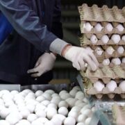 قیمت انواع تخم مرغ پوست سفید اعلام شد
