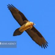 هُما بر فراز زیستگاه‌های طبیعی فریدن مشاهده شد+ تصاویر