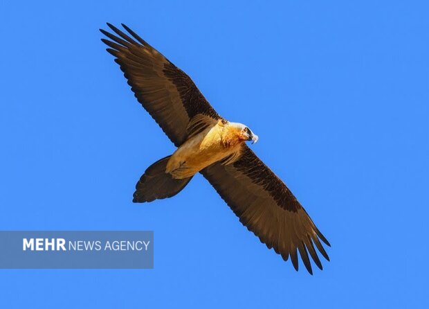 هُما بر فراز زیستگاههای طبیعی فریدن مشاهده شد+ تصاویر