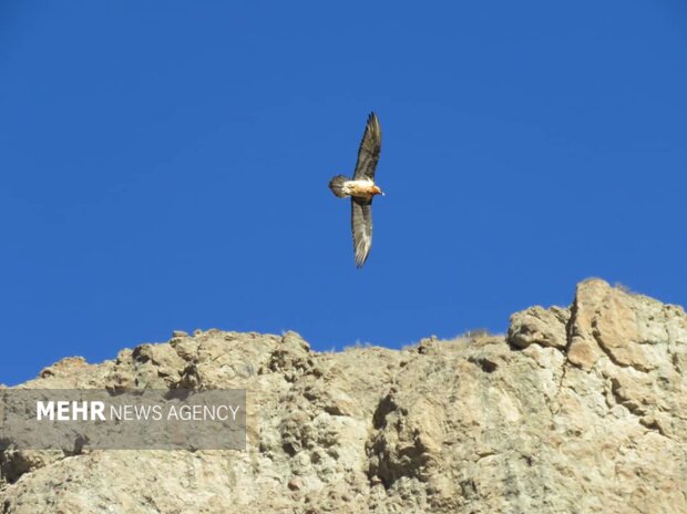 هُما بر فراز زیستگاههای طبیعی فریدن مشاهده شد+ تصاویر هُما بر فراز زیستگاههای طبیعی فریدن مشاهده شد+ تصاویر
