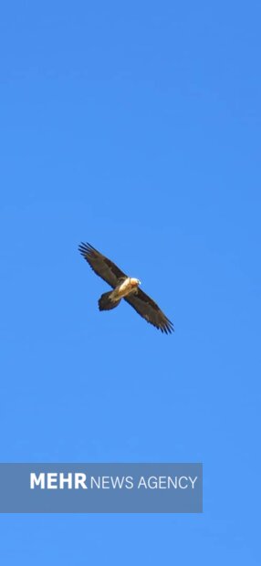 هُما بر فراز زیستگاههای طبیعی فریدن مشاهده شد+ تصاویر هُما بر فراز زیستگاههای طبیعی فریدن مشاهده شد+ تصاویر
