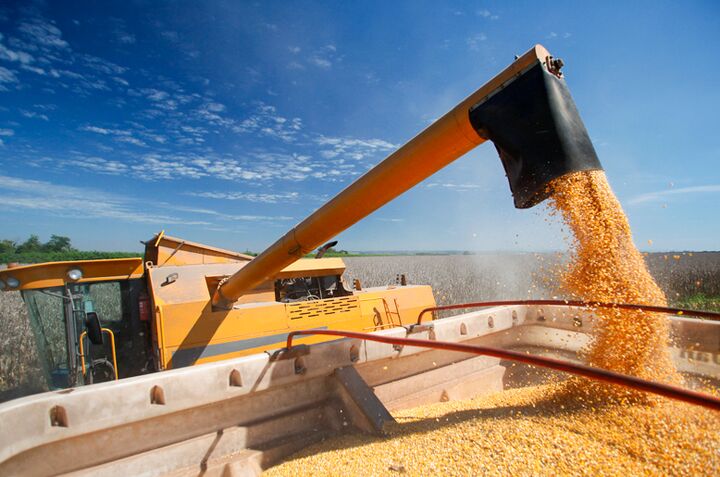 چشمانداز بازار غلات در سال ۲۰۲۶؛ کشاورزان به دانههای روغنی روی میآورند