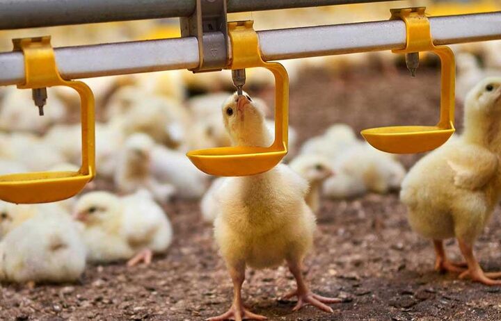 دولت به مرغداران ۷۰ همت بدهکار است؛ روایت جراحی سخت بدون بیهوشی