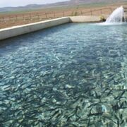 تسهیل صدور مجوزهای شیلات در چهارمحالوبختیاری