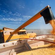 عرضه جهانی گندم به رکورد جدیدی رسید؛ پیش بینی افزایش ۶درصدی تولید جهانی غلات