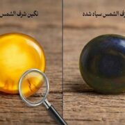 چرا شرف الشمس سیاه می شود؟ ۵ علت تغییر رنگ شرف الشمس زرد