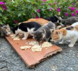 آسیب‌های غذارسانی به حیوانات شهری؛ برهم خوردن تعادل زیستی