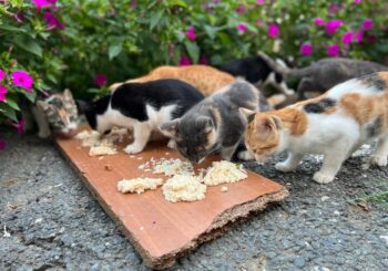 آسیب‌های غذارسانی به حیوانات شهری؛ برهم خوردن تعادل زیستی