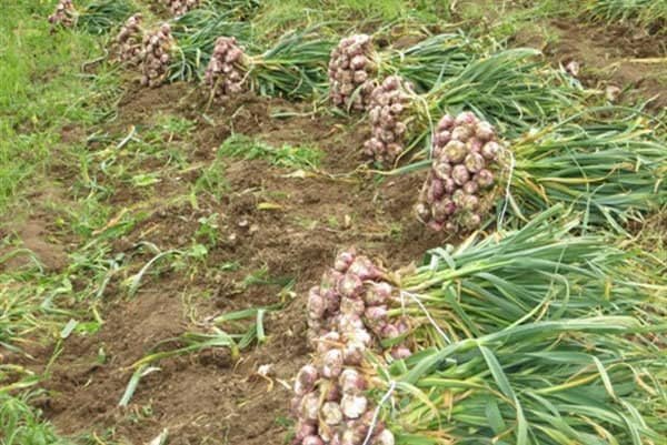 آغاز برداشت سیر سرخ ارگانیک در بشاگرد