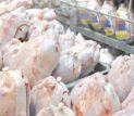 آمادگی برای خرید حمایتی مرغ در خراسان جنوبی؛تأکید بر رعایت استانداردها