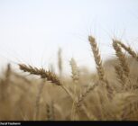 ارز واردات گندم دوباره 28500 تومان شد