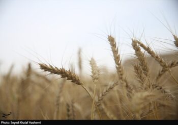 ارز واردات گندم دوباره 28500 تومان شد