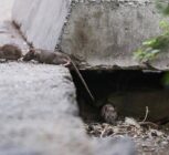 افزایش جمعیت موش‌ها در تهران؛ راهکار محیط زیست چیست؟