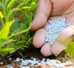 تأثیر تنش درخلیج فارس بر بازارهای جهانی کود شیمیایی و تولید غذا