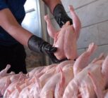 تامین مرغ بدون مشکل ادامه دارد