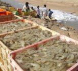 تولید میگو در کشور با رشد 37 درصدی به رکورد جدید رسید