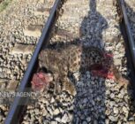 جزئیات برخورد قطار با پلنگ ایرانی در فیروزکوه تشریح شد/انتقال لاشه