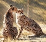 جشن بلوغ ۳یوز ماده در دل شاهرود؛بحران کمبود یوز نر بارور در مرکز تکثیر