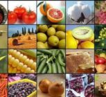 جهش تولید کشاورزی به 130 میلیون تن در سایه جنگ و خشکسالی