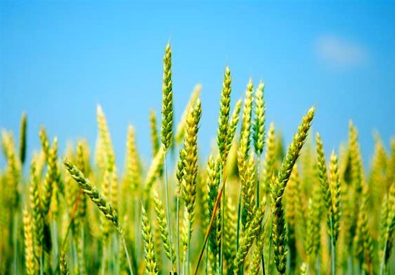 خرید تضمینی گندم از هفته آینده آغاز میشود