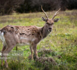 خسارات محیط‌ زیستی «جنگ رمضان» اعلام شد
