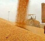 خودکفایی گندم امسال قطعی شد