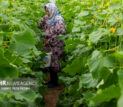 رونق کشت در شاهرود با ۱۶۰ گلخانه فعال؛ تولید سالانه ۴ هزار تن محصول