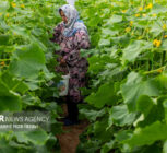 رونق کشت در شاهرود با ۱۶۰ گلخانه فعال؛ تولید سالانه ۴ هزار تن محصول