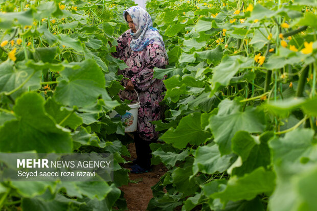 رونق کشت در شاهرود با ۱۶۰ گلخانه فعال؛ تولید سالانه ۴ هزار تن محصول