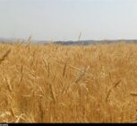 رکوردشکنی قیمت جهانی گندم درپی جنگ آمریکا علیه ایران