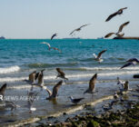 زمانبر بودن جبران آسیب‌های محیط‌زیستی خلیج فارس