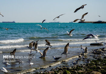 زمانبر بودن جبران آسیب‌های محیط‌زیستی خلیج فارس