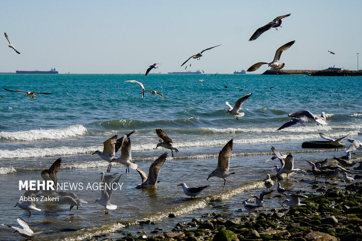 زمانبر بودن جبران آسیب‌های محیط‌زیستی خلیج فارس
