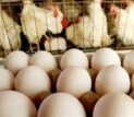 صادرات تخم مرغ ممنوع شد