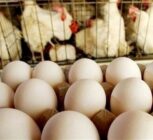صادرات تخم مرغ ممنوع شد