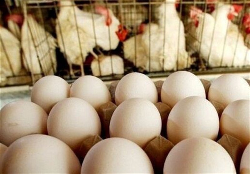 صادرات تخم مرغ ممنوع شد