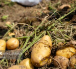 صادرات سیب زمینی مجاز شد