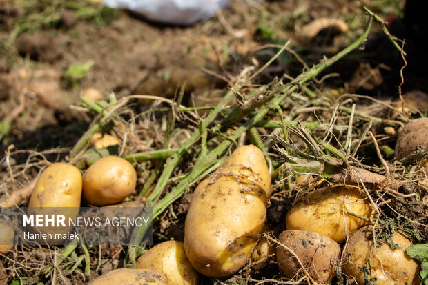 صادرات سیب زمینی مجاز شد
