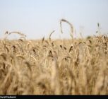 طرح اعتباری گندم برای کاهش فشار مالی گندمکاران اجرا شد