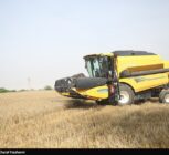 قیمت گندم 5نرخی شد