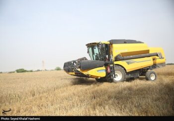 قیمت گندم 5نرخی شد