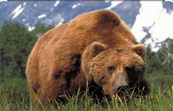 مشاهده و ثبت بیش از ۳۰ قلاده خرس قهوه‌ای