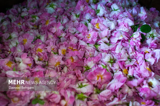 پیش بینی برداشت ۱۲ تن گل محمدی از مزارع شهرستان بردسکن