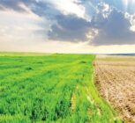 چالش‌های اقلیمی کشاورزی ایران؛ از خشکسالی تا امنیت غذایی