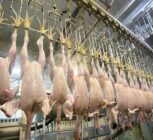 کشتارگاه صنعتی مرغ نهاوند به چرخه تولید بازگشت