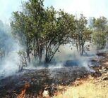 آمادگی محیط زیست برای مقابله با حوادث در مناطق حفاظت شده